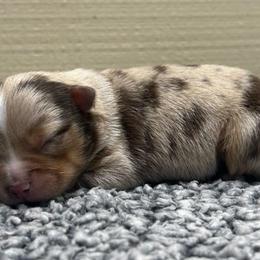 Girl 1 - Red merle female Miniature Australian Shepherd puppy in Sulphur, Louisiana from Triple J Aussies and Corgis