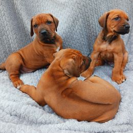 Rhodesian Ridgeback puppies from Country View Ridgebacks