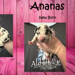 Ananas - Harlequin female Great Dane puppy in Medford, New York from Alchemy Danes