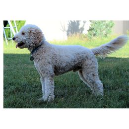 Petey - Australian Labradoodle