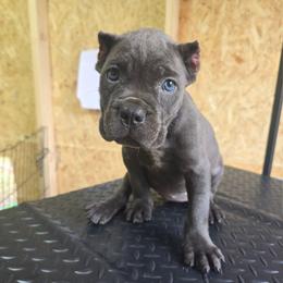 Purple Collar - Gray female Cane Corso puppy in Henry, Virginia from Hardradas Dynasty Cane Corso