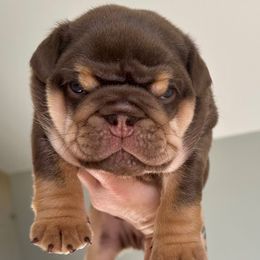 Gibbs - Chocolate tri-color male Bulldog puppy in Hernando, Mississippi from Blues City Bulldogs