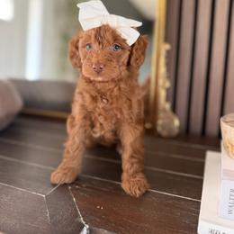 Coda black collar - Red  female Goldendoodle puppy in Queen Creek, Arizona from Sunny Doodles