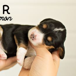 Bernedoodle Puppies from R+R Doodles