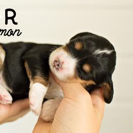Bernedoodle Puppies from R+R Doodles