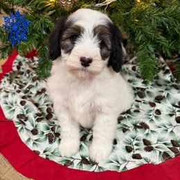Megan - Black and white female Aussiedoodle puppy in Heber City, Utah from Junipersdoodles
