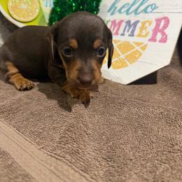 Purple collar short hair - Chocolate female Dachshund puppy in Pleasant Plains, Arkansas from JGBs Silver Spur Dachshunds