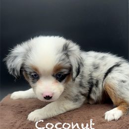 Coconut (On Hold), Champion bred from decades of amazing temperaments - Blue merle female Toy Australian Shepherd puppy in Fairview, Tennessee from Hoffman Forest Acres LLC