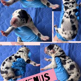 Girl 4 - female Great Dane puppy in Wellsville, New York from Prophecy Danes