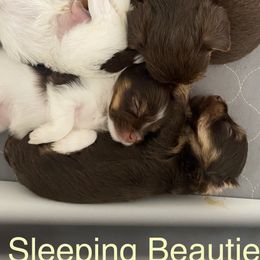 Yorkshire Terriers from Cheryl’s Yorkies