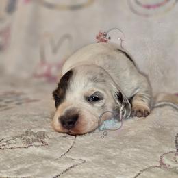 Blue pie boy - Piebald male Dachshund puppy in Herald, California from Bluegum Dachshunds