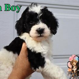 Green Boy - Black and white male Bernedoodle puppy in Enfield, Connecticut from Sweet Connecticut Doodles