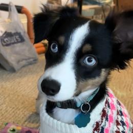 Miniature Australian Shepherds from Adair Acres Aussies