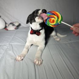 Whippet Puppies from Hertzog  Whippets