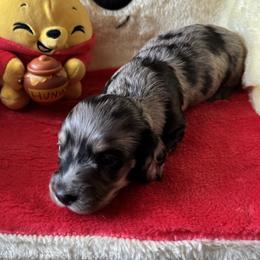 Splash - Dapple male Dachshund puppy in Bradenton, Florida from Leah’s Suncoast Doxies