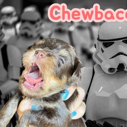 Chewbacca Liver Tan Blue in eyes - Liver male Miniature Schnauzer puppy in Temple, Texas from Schnauzers Of Taylor