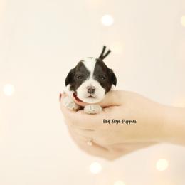 Sparky (Black Collar) - Black and white male Cavapoo puppy in Republic, Missouri from Red Skye Puppies