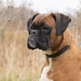 Rhonda - Boxer