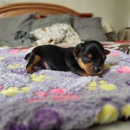 Piston - Black and tan male Yorkshire Terrier puppy in Sidney, Ohio from Little Yorkie World