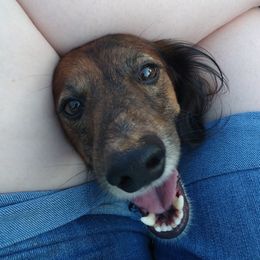 Dandyman - Dachshund