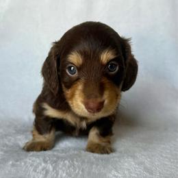 Hershey - Chocolate and tan male Dachshund puppy in Paoli, Oklahoma from Dobbins Dachshunds