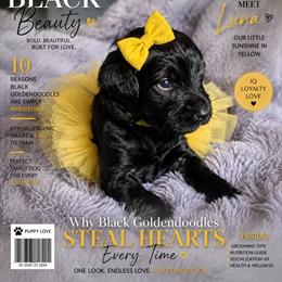 Yellow collar - Black female Goldendoodle puppy in Aurora, Illinois from Chicago Goldendoodles