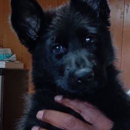 German Shepherds from Cokers beautys