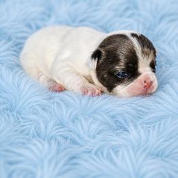 Smidget - White and black male French Bulldog puppy in Maplewood, New Jersey from Poos&Bulls Keepsake