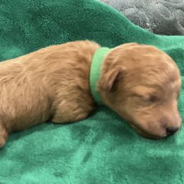 Chive - Red  male Poodle puppy in Wilmington, Delaware from Imperial Poodles LLC