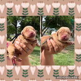 Blue Collar Male - Yellow male Labrador Retriever puppy in Kissimmee, Florida from SunState Labs