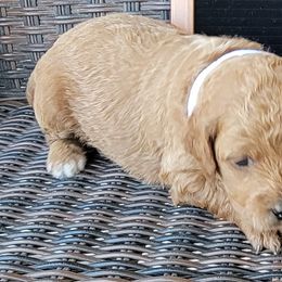 White Girl - Yelena - Red  Goldendoodle puppy in Eagle Mountain, Utah from Our Little Doodles