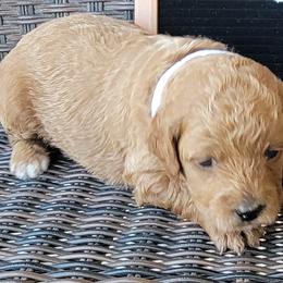 White Girl - Yelena - Red  Goldendoodle puppy in Eagle Mountain, Utah from Our Little Doodles