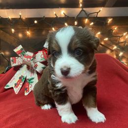 Tiny - Red tri male Miniature Australian Shepherd puppy in Oroville, Washington from High Mountain Aussies