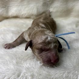 Lucky - Cream male Goldendoodle puppy in Cleveland, Georgia from The O.G. Doodles