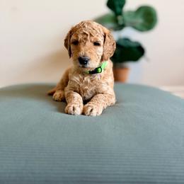 Lasso (green) - Cream male Goldendoodle puppy in Hutto, Texas from Crystal's Goldendoodles