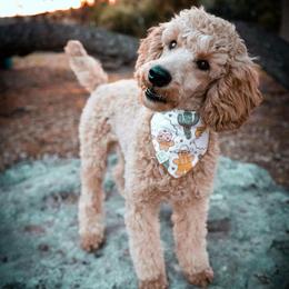 Leroy - Poodle