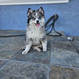 Lily - Merle female Pomsky puppy in West Sacramento, California from Northern Cali Pomskies