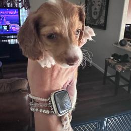 Boy 1 - Piebald male Dachshund puppy in La Marque, Texas from Sweet Southern Dachshunds