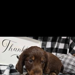 Dachshund Puppies from Creek Life Mini Dachshunds