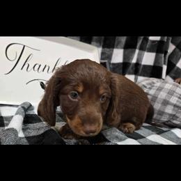 Dachshund Puppies from Creek Life Mini Dachshunds