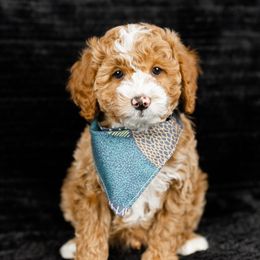 Boy 4 - Goldendoodle puppy in Riverton, Utah from Utah Doodlebug