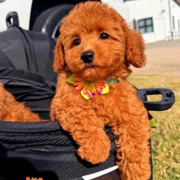 CUPCAKE - Red female Maltipoo puppy in Sugar Land, Texas from Celebrity Maltipoos