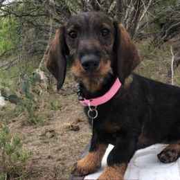 Dachshunds from South Texas Teckels