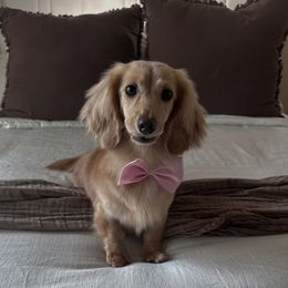 Emmie - Dachshund
