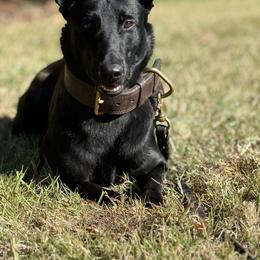 Belgian Malinois puppies from Z Domu Niedzwiedzia Malinois