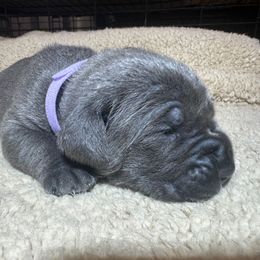 Lilac collar - Gray female Cane Corso puppy in Fairfield, California from Royal Class Kennels