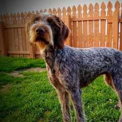 Gobi - German Wirehaired Pointer