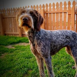 Gobi - German Wirehaired Pointer