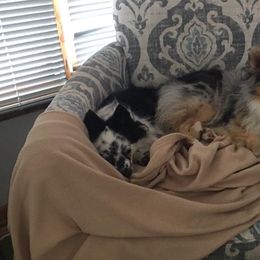 Australian Shepherds from Saratoga Mountain Aussies