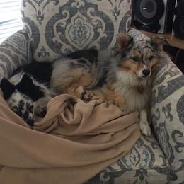 Australian Shepherds from Saratoga Mountain Aussies